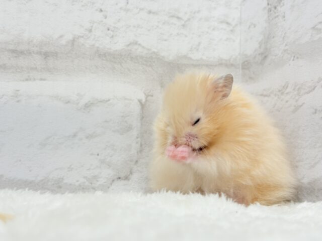 ゴールデンハムスター