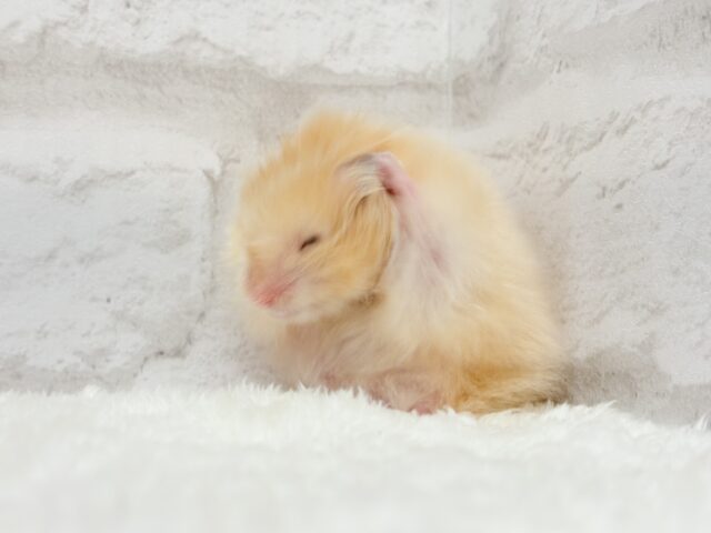 ゴールデンハムスター