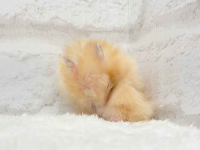 ゴールデンハムスター