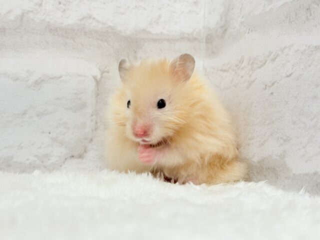 ゴールデンハムスター