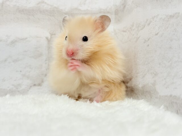 ゴールデンハムスター