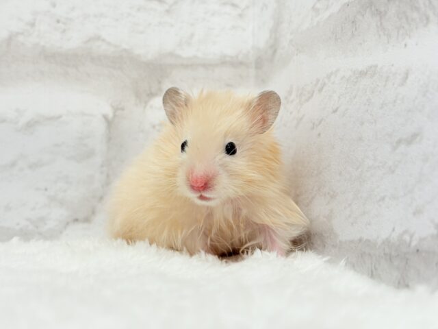 ゴールデンハムスター