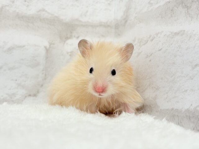 ゴールデンハムスター