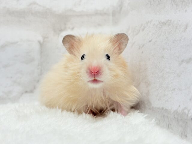 ゴールデンハムスター