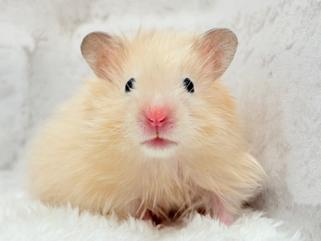 ツヤツヤ✨キュートフェイスに一目惚れ♥サテンハムスター(男の子)