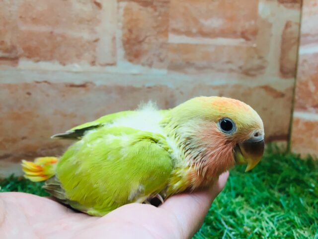 コザクラインコ（小桜インコ）