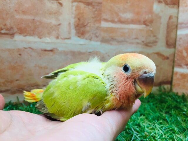 💚❤️コザクラインコ(シナモンオパーリン)💚❤️