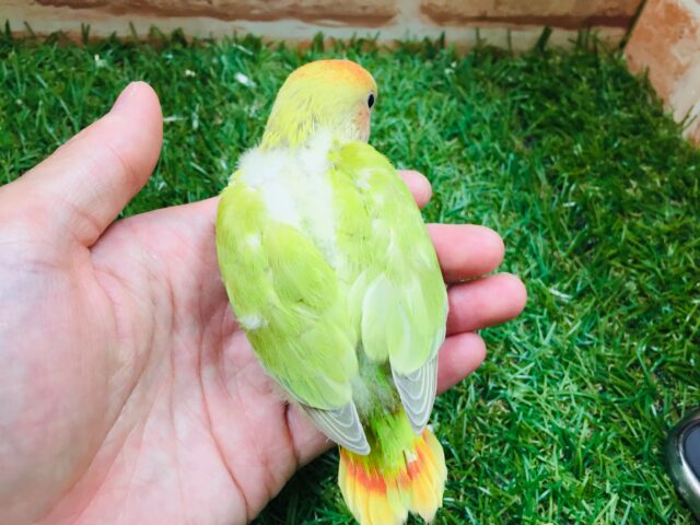 コザクラインコ（小桜インコ）