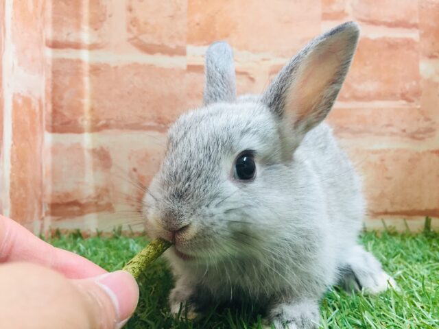 ネザーランドドワーフ