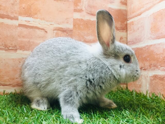 ネザーランドドワーフ