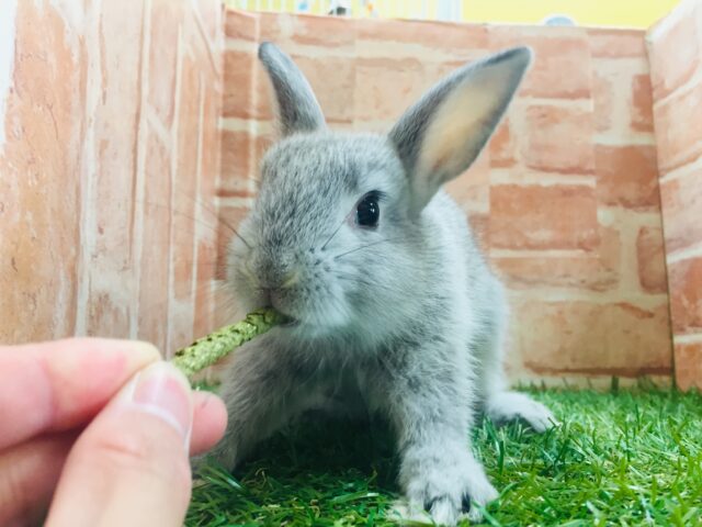 ネザーランドドワーフ