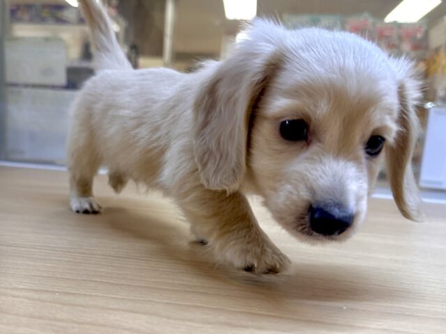 ミニチュアダックス