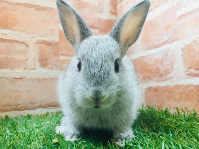 ネザーランドドワーフ