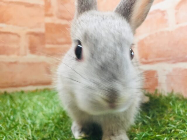 ネザーランドドワーフ