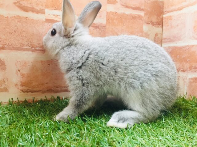 ネザーランドドワーフ