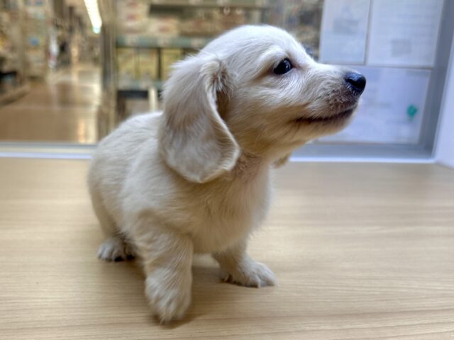 ミニチュアダックス