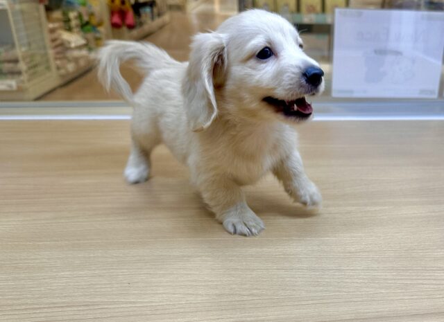 ミニチュアダックス