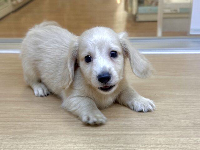 ミニチュアダックス