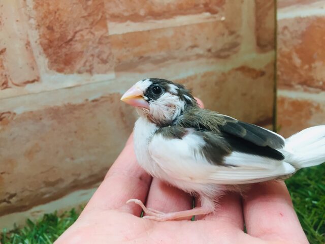 十姉妹（ジュウシマツ）