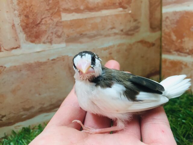 十姉妹（ジュウシマツ）