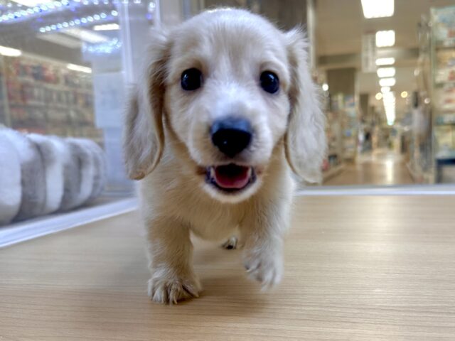 ミニチュアダックス