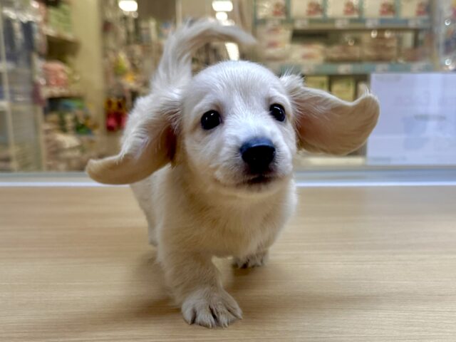 表情豊か♩♥たくさん甘えちゃうダックスくん