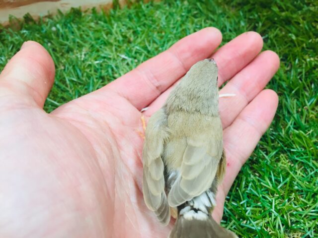 錦花鳥（キンカチョウ）