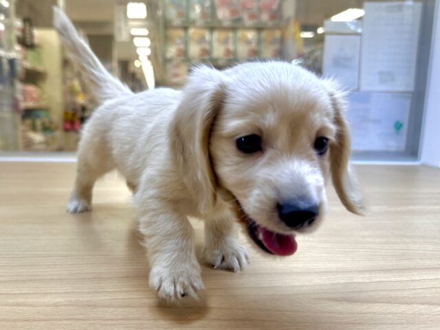 ミニチュアダックス