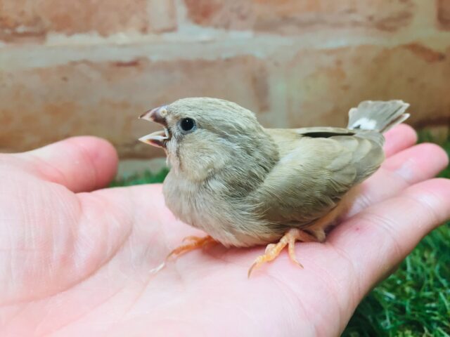 錦花鳥（キンカチョウ）