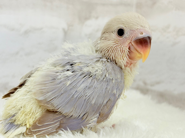 魅力的な淡い藤色💜コザクラインコ(ブルーバイオレットシナモンオパーリン) ヒナ