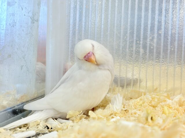 セキセイインコ