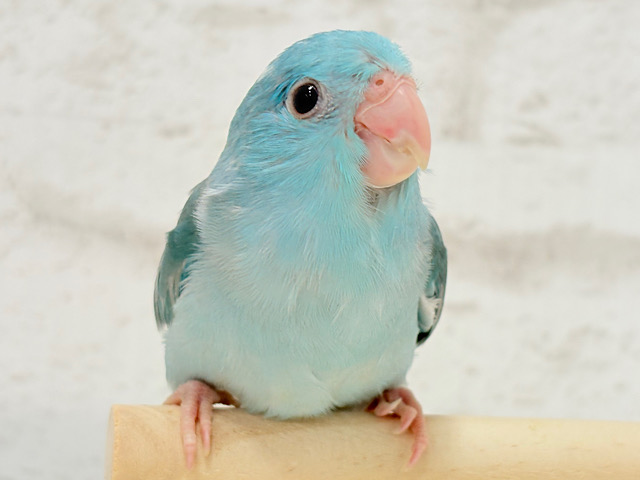 うるうる🫧大きなおめめ♥マメルリハ(ブルーパイド) 女の子