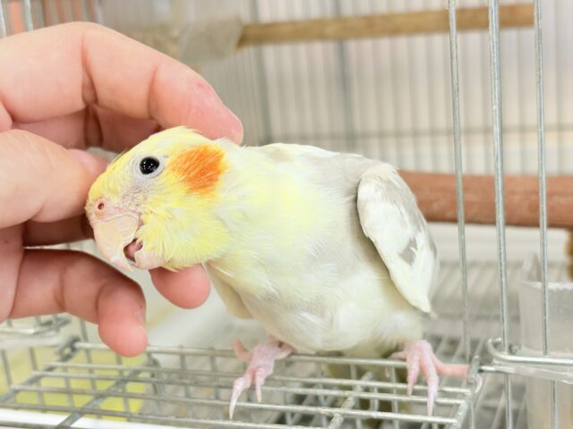 オカメインコ