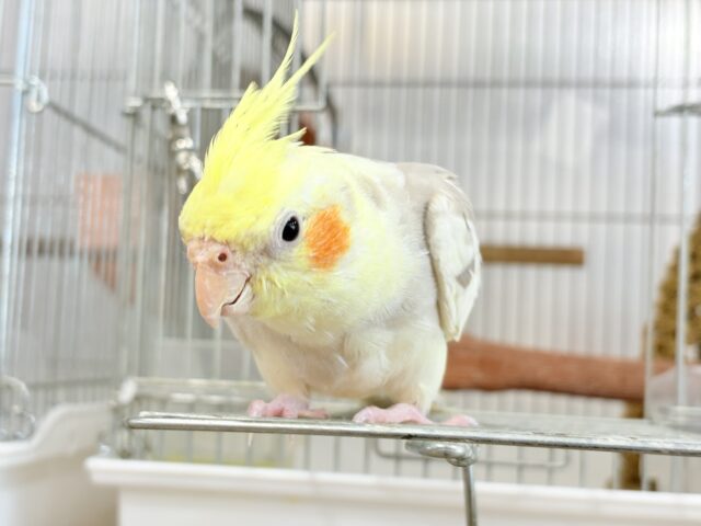 オカメインコ