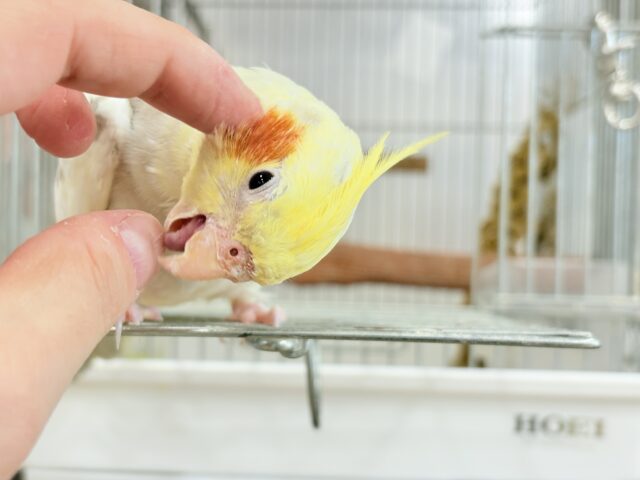 オカメインコ