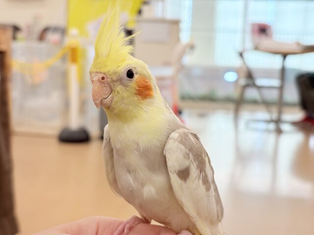 オカメインコ