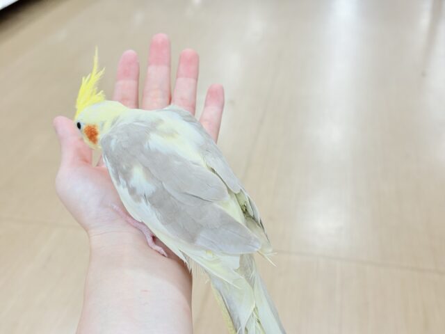 オカメインコ