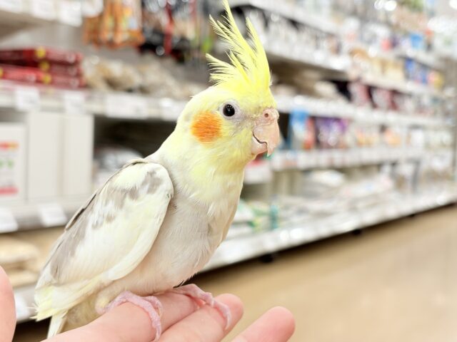 オカメインコ