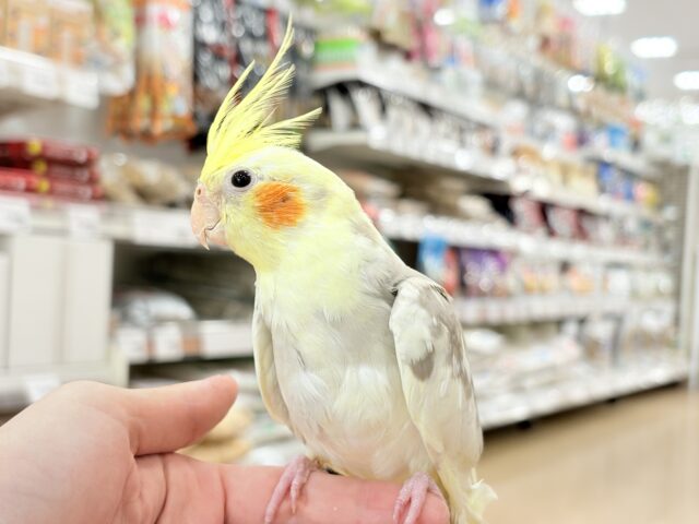 オカメインコ