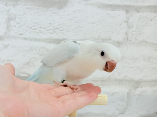 オキナインコ