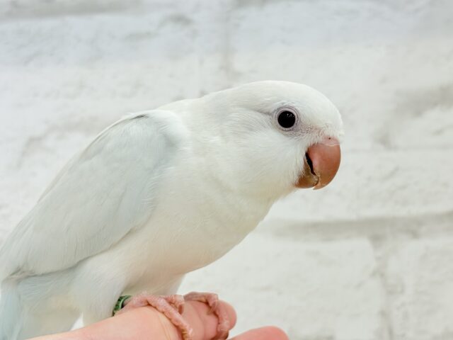 オキナインコ
