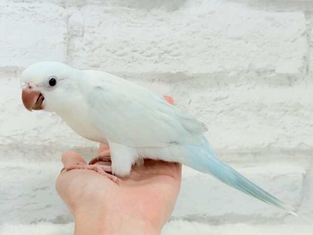 オキナインコ