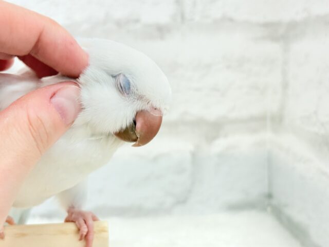 オキナインコ