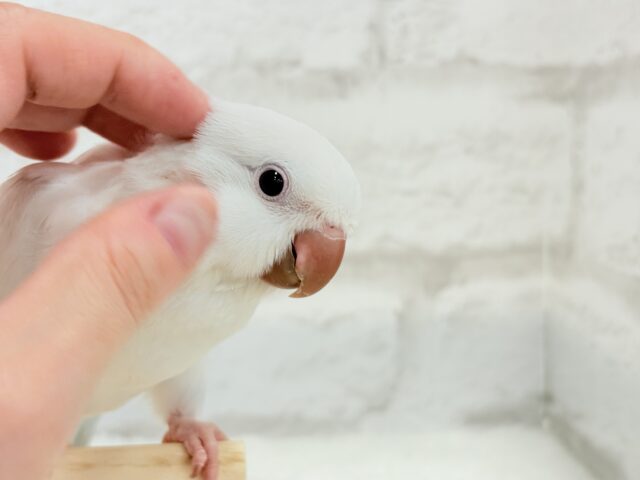 オキナインコ