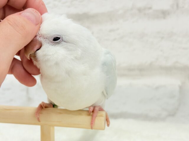 オキナインコ