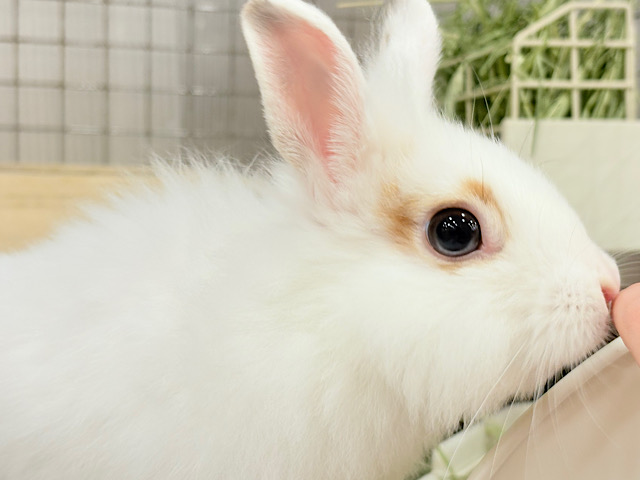 【最新画像更新🪄】もふもふの天使🧚ライオンラビット(ブロークン) 女の子