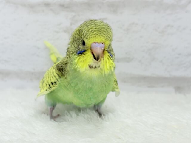 ジャンボセキセイインコ