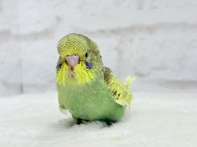 ジャンボセキセイインコ