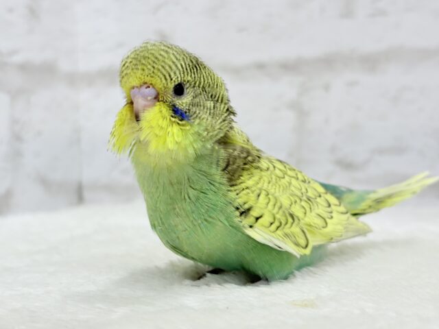 ジャンボセキセイインコ