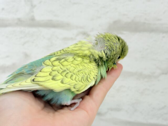 ジャンボセキセイインコ